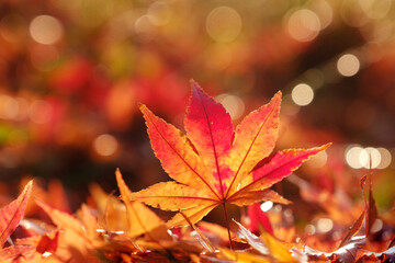 雨上がりの紅葉したモミジの葉