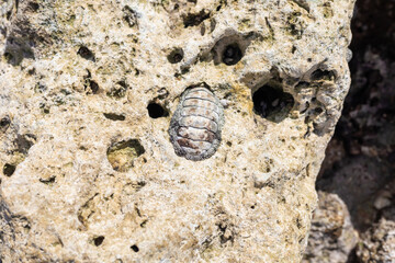 Close-up of a chiton on a weathered rock surface in nature