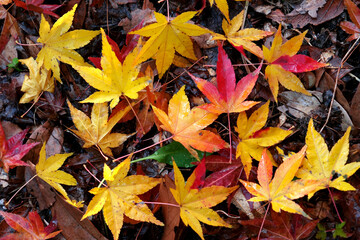 雨上がりの紅葉したモミジの葉