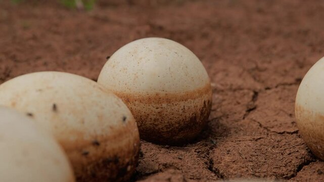 Gimbal close up shot of large ostrich (Struthio camelus) eggs as a safari ant (dorylus) walks by during the morning in Kenya.