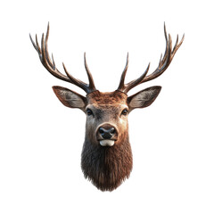 Realistic Deer Head With Antlers Isolated Image