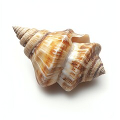A beautiful sea shell on a white isolated background.