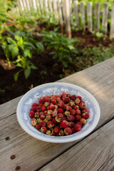 wild strawberries in a bowl. Harvest. Outdoor