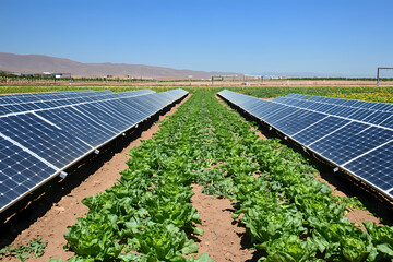 Solar panels and crops thriving together in semi-arid landscape