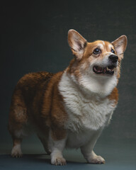 Corgi