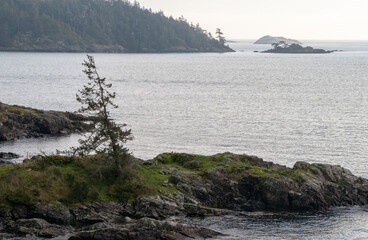 Trees on moss covered rocks on the coast