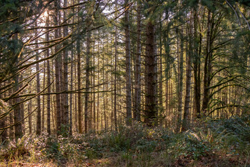 Obraz premium Sunlight streaming through a forest