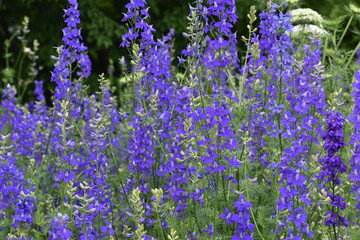 Obraz premium Flower Blue-11