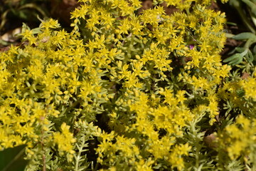 Flower Yellow-29