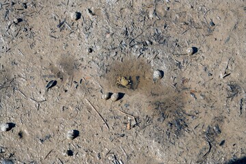 Tiny Crab in the Mudflat - Close-up Nature
