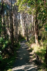 Pathway Through the Dense Forest - Tranquil Nature Trail