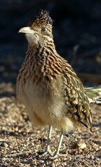 Roadrunner in Tonto National Forest 