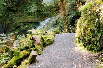 Pathway Through the Dense Forest - Tranquil Nature Trail