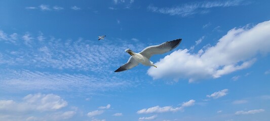 The flying seagulls over the sea