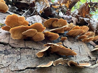 mushrooms in the forest