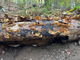 mushrooms on the tree