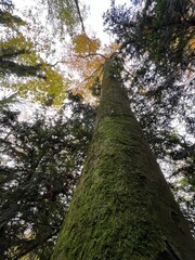 Fototapeta premium tree in the forest