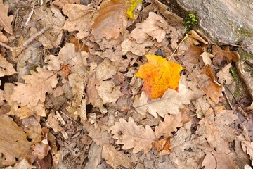 yellow leaves on the ground