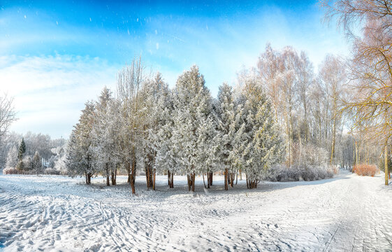 Incredible landscape with snow-covered trees in the city park.
