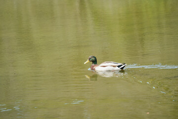 マガモが泳ぐ穏やかな湖の風景