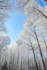 Majestic landscape with snow-covered birch trees in city park.