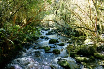 River Flowing Through Lush Forest - Tranquil Nature