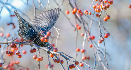 Common starling perched in a tree bends down to eat a bright red berry.