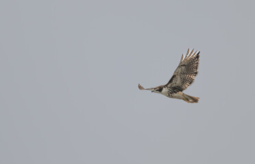 Red-tailed hawk in flight against an overcast sky.