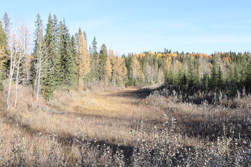 autumn in the forest