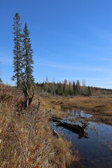 Autumn scene by the dry river bed