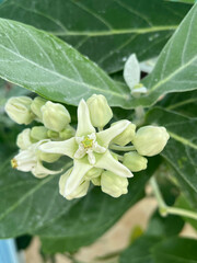 close up of white Dahlia flowers