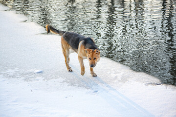 A dog walking down on a frozen pond in winter.