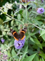 butterfly on flower