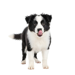 Fototapeta premium Backgroundless cutout of a happy and adorable Collie puppy