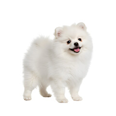 Backgroundless cutout of a happy and adorable Pomeranian puppy