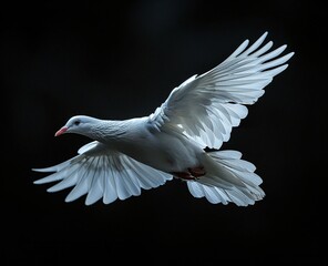 Obraz premium A majestic white dove in flight, its wings spread wide against a dark background. A symbol of peace and hope.