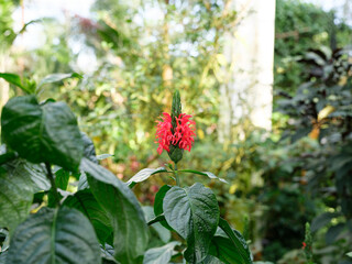 Close-up of red flower (Pachystachys coccinea) in bloom