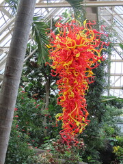 red and yellow flowers