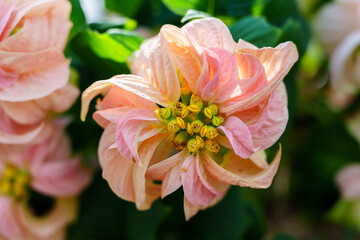 Close-up of a pink poinsettia flower in bloom