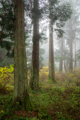 Naklejka premium Enchanting fir forest enveloped by a morning fog on an island in the Pacific Northwest. Autumn mornings quite often treat people with a mysterious shroud of foggy sunlight and visual wonder.