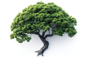 Lush green tree with exposed roots isolated on white background.