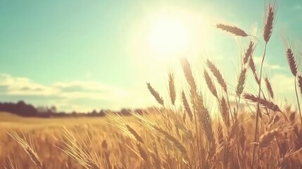 Fototapeta premium Golden Wheat Field Under Bright Sunlight with Clear Blue Sky