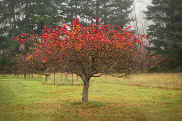 Crab apple tree loaded with bright red fruit isolated in a pasture. Fall leaves have already fallen and the winter season is on its way showcasing the colorful apples.