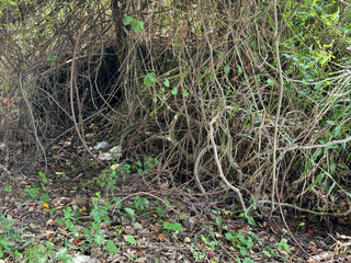 Fototapeta premium closeup hole in the forest