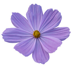 purple cosmos flower isolated on transparent background, PNG Format