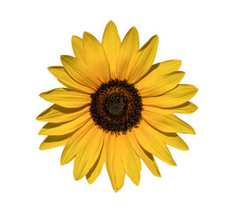 Fototapeta premium Sunflower isolated on transparent background. PNG Format