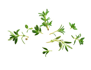 Thyme leaves with pepper, fresh cooking ingredient transparent shadow.