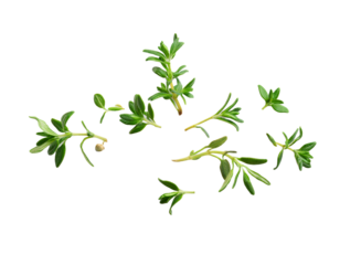 Thyme leaves with pepper, fresh cooking ingredient transparent shadow.