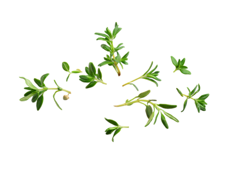 Thyme leaves with pepper, fresh cooking ingredient transparent shadow.