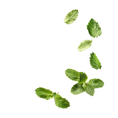 Fresh mint leaves isolated with transparent shadow, design background.